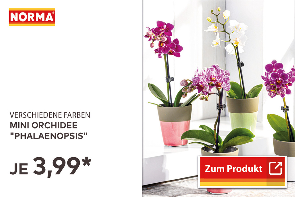 Mini-Orchidee für 3,99 Euro