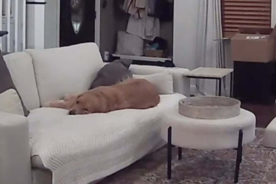 Poor little Wally the dog!