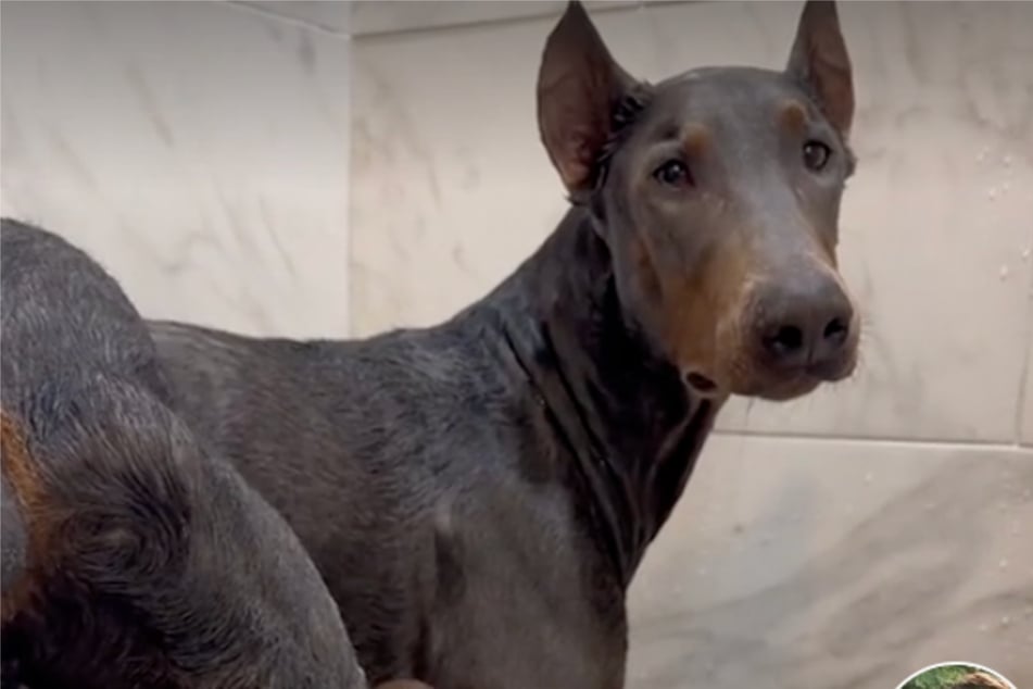 Completely relaxed, this Doberman had the most lavish bathing session!