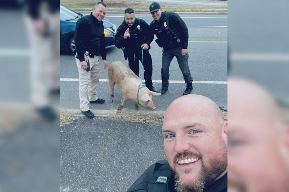 With the fugitive caught, the New Jersey cops snapped a photo alongside the runaway pig.