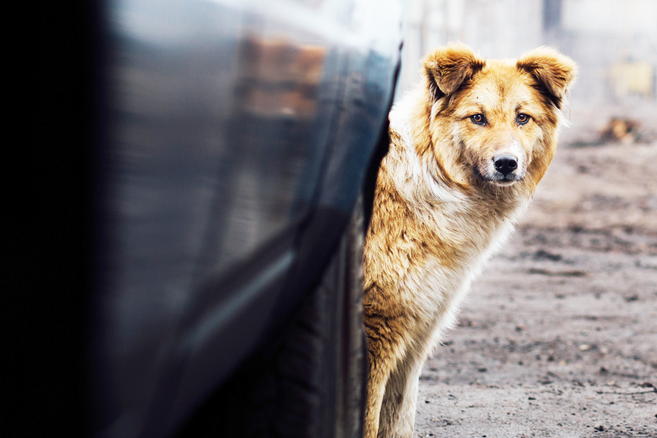 Über 1,5 Kilometer lange Blutspur: Hund wird an Auto festgebunden, dann fährt es los
