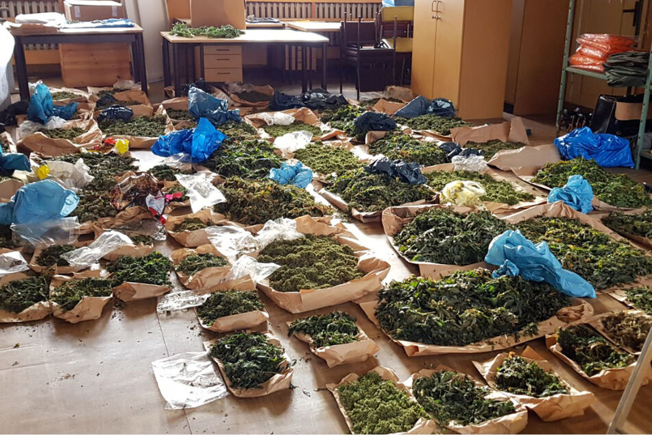 Außerdem entdeckten die Beamten auch noch mehr als 50 Kilogramm Cannabiskraut.