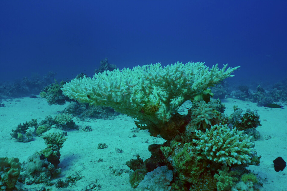 Coral bleaching is characterized by a white, bleached look.