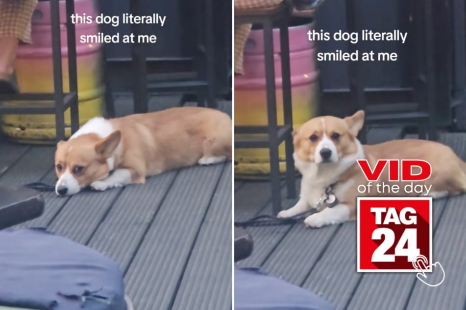 viral videos: Viral Video of the Day for June 15, 2025: Woman catches corgi smiling at her in adorable TikTok!