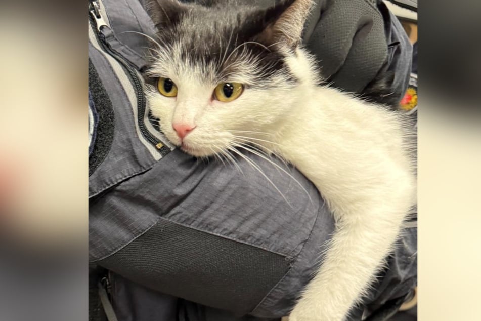 Die Polizei hat in Bremen eine Katze in einem Regionalzug eingefangen.