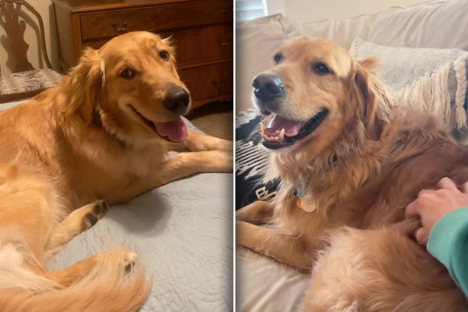 Ce chien a une opinion claire sur les caresses - À quelle vitesse son humeur bascule, déclenche des vagues de rires