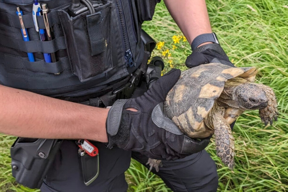 Polizei muss ausgesetzte Schildkröte von der Autobahn retten!