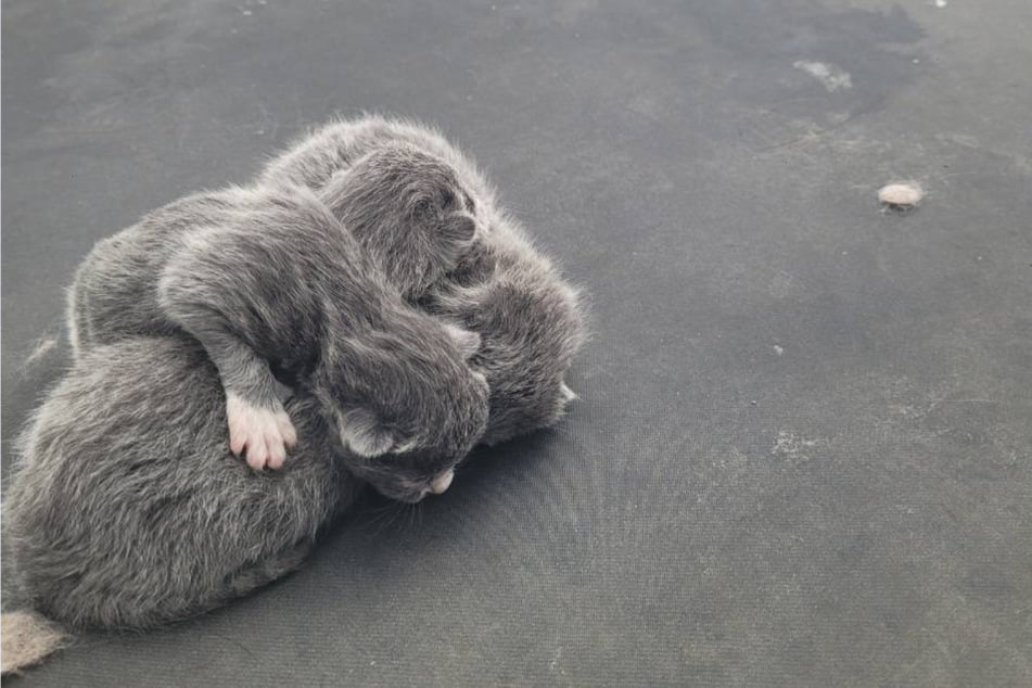 Drei Katzenbabys lagen auf dem Dach des Jeeps.