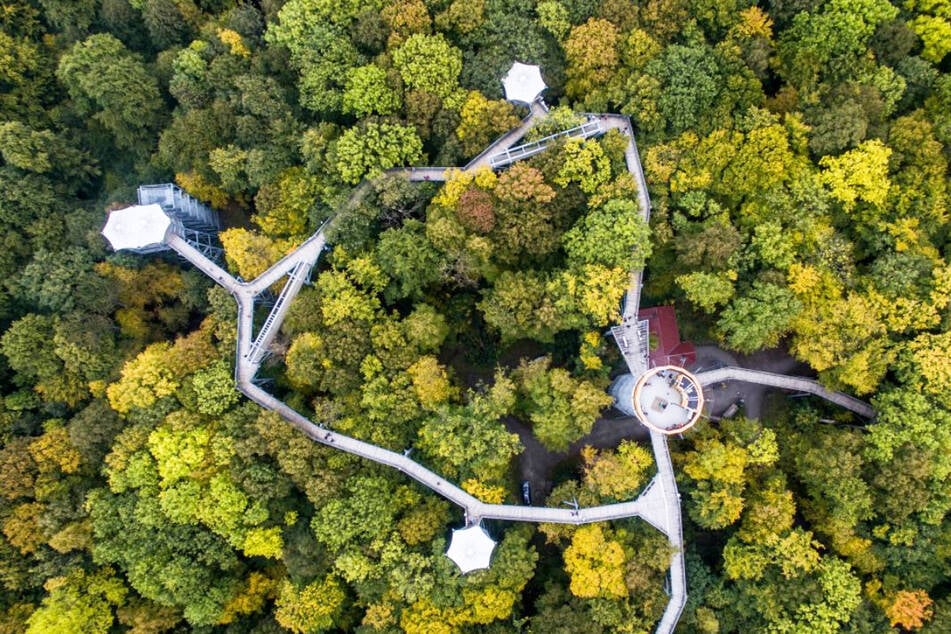 Baumkronenpfad im Nationalpark Hainich