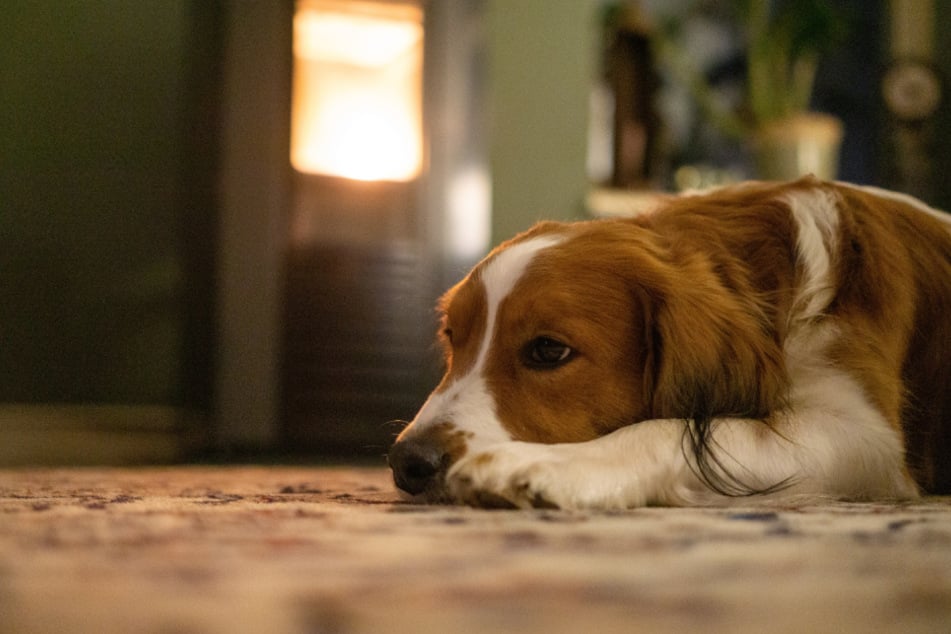 Zeigt sich der Hund nach einem Insektenstich teilnahmslos, sollte er in eine Tierarztpraxis gebracht werden.