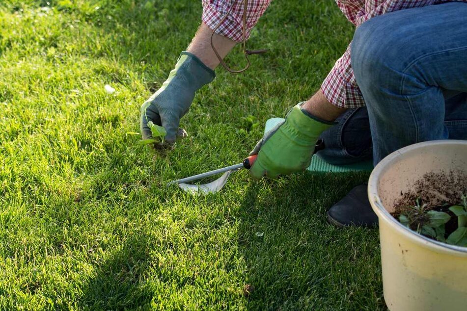 Rasenkalk sollte vor der Rasenpflege im Frühjahr ausgelegt werden.