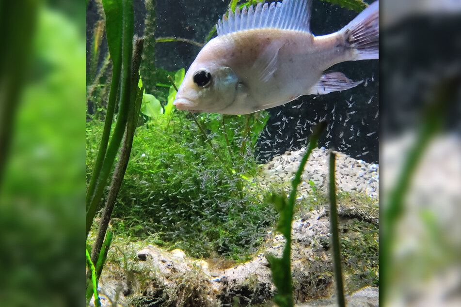 Fast kaum zu erkennen: Die kleinen Fische wuseln durch das Aquarium.