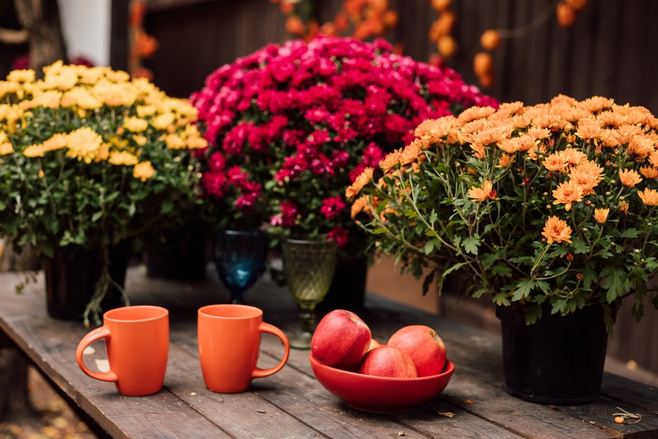 Pflanze jetzt diese Herbstblumen und dekoriere Balkon und Garten