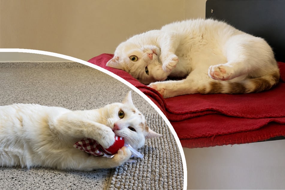 Kater Hubsi will beschäftigt werden. Wer gibt ihm eine zweite Chance?
