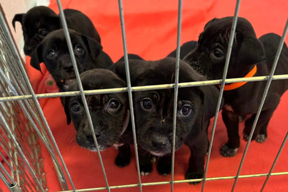 A heartbreaking note was found with these abandoned puppies.