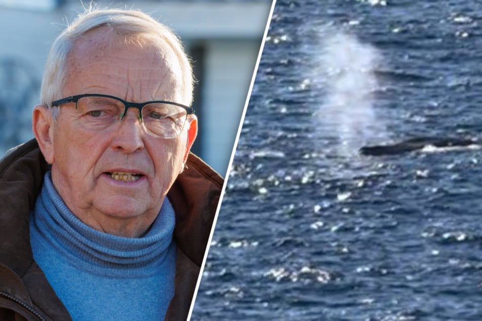 "Timmy" ist frei! Buckelwal hat Barge verlassen, Minister meldet sich zu Wort