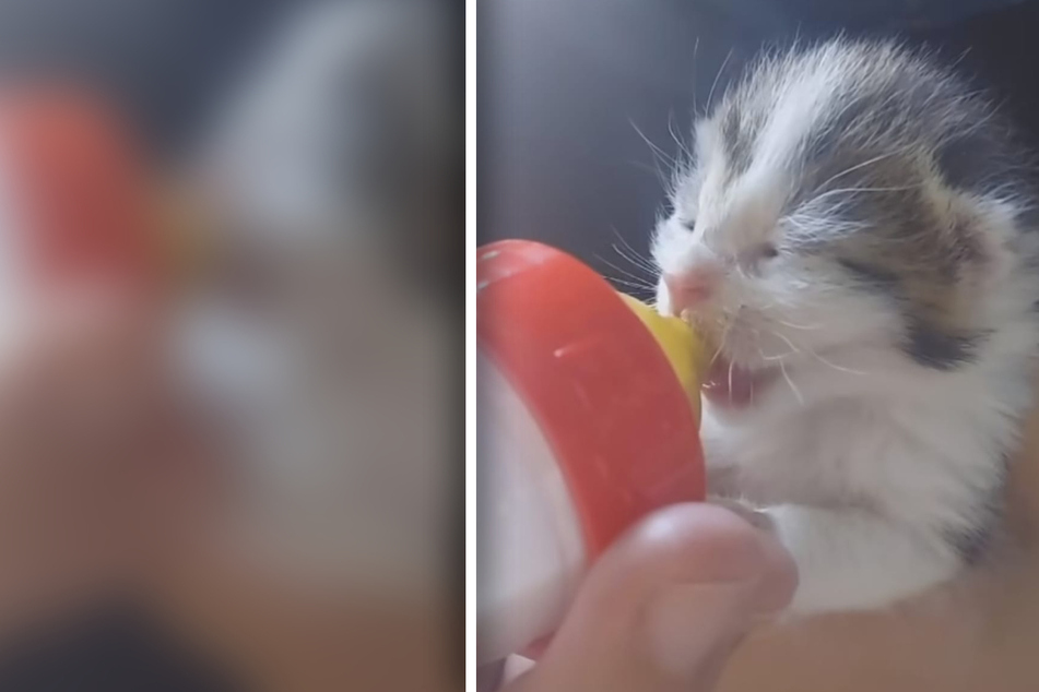 Baby-Katzen im Tierheim Troisdorf in Not: Das Futter wird knapp!