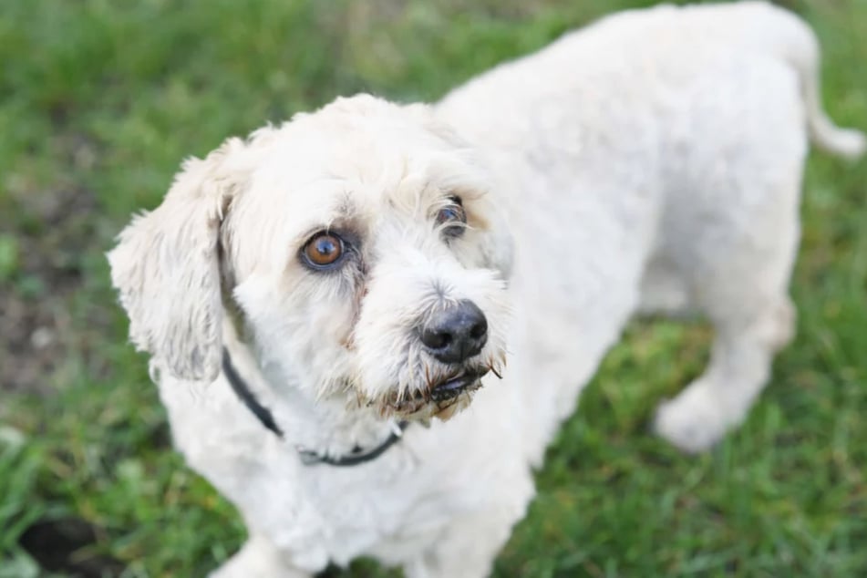 Mikesch sucht Menschen, die ihm beibringen zu vertrauen.