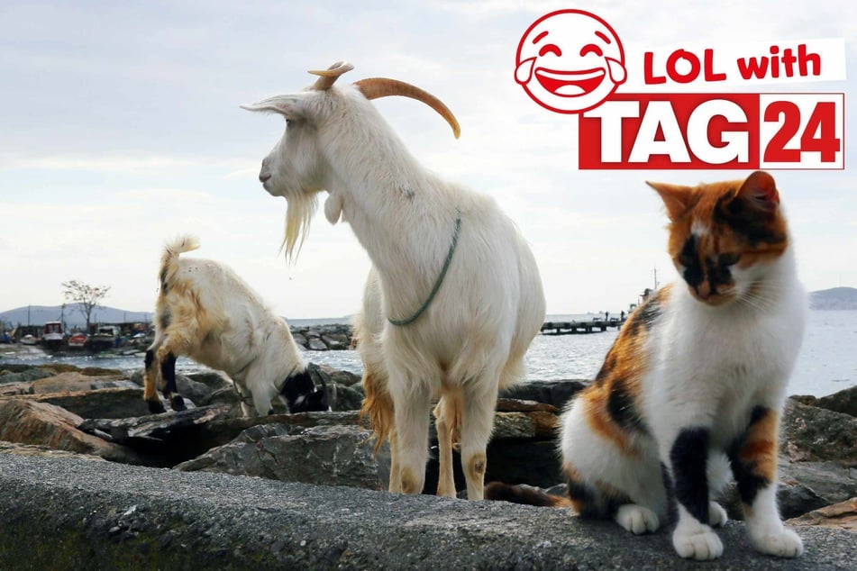 Joke of the Day for March 23, 2026: A mashup of funny