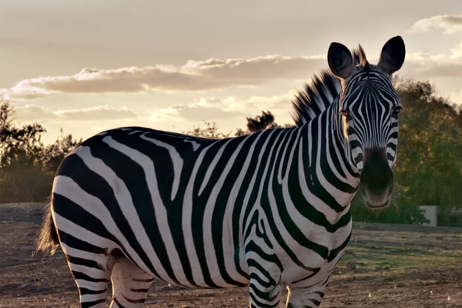 Flieger brettert über Startbahn, plötzlich steht ein Zebra im Weg