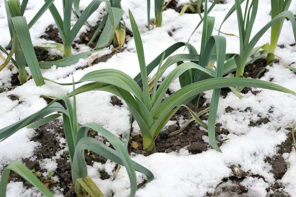 Mit den richtigen Sorten und etwas Schutz kann man Lauch überwintern.