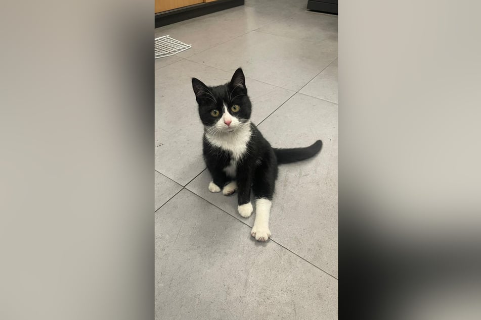 Diese freche Katze wollte einfach bei einer Kleinwelkaerin einziehen.