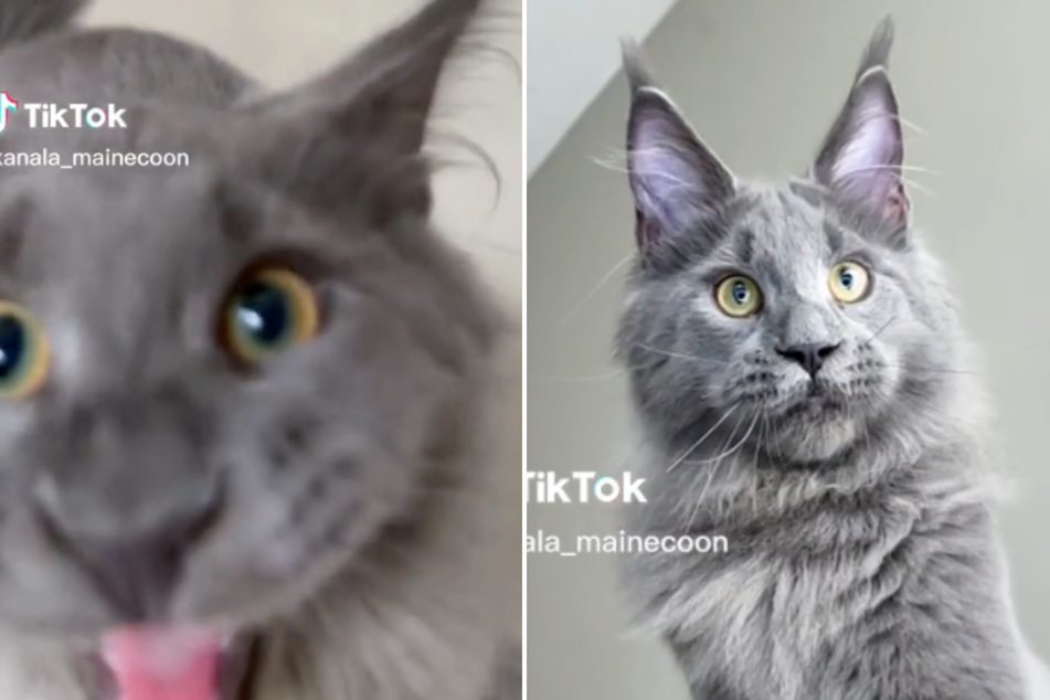 Giant Maine Coon's voice doesn't match its looks and TikTok thinks its hilarious!