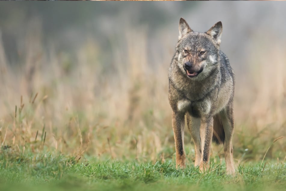 Wölfe sind ein natürlicher Bestandteil des Ökosystems. Als Raubtier jagen sie unter anderem geschwächte Hirsche und Wildschweine.