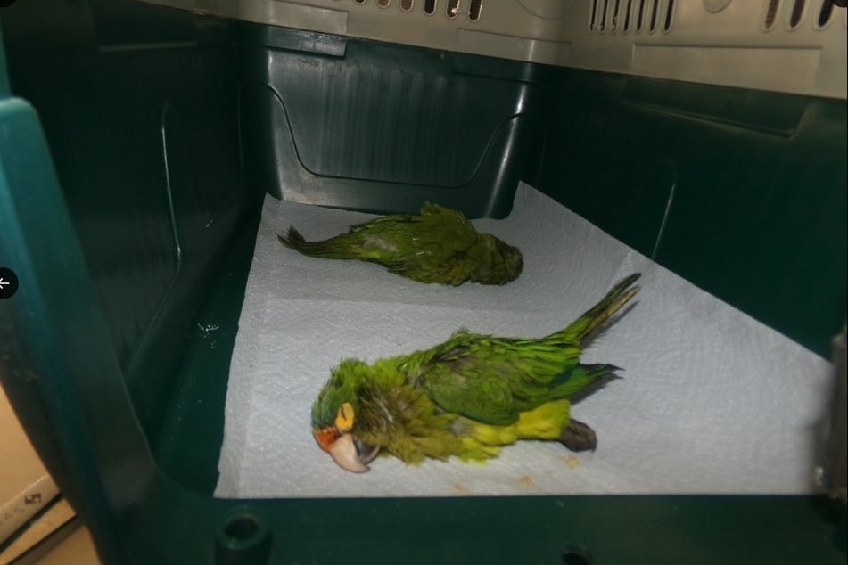 Die beiden Vögel wurden umgehend aus den Säckchen befreit und in eine Tierklinik gebracht. Ersten Berichten zufolge geht es ihnen mittlerweile wieder besser.