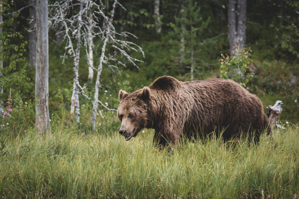 A grizzly bear was killed when it attacked a man picking blueberries (stock image).