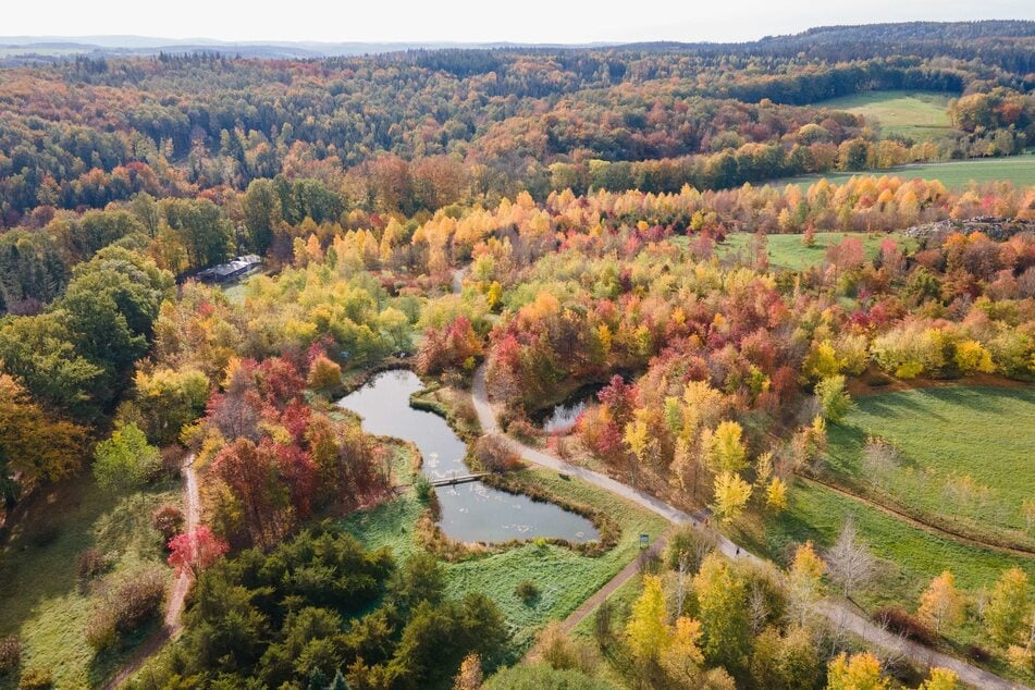 Der herbstlich gefärbte Forstbotanische Garten in Tharandt - im Oktober kennt der Professor den übernächsten Jahresbaum und kann sich vorbereiten.