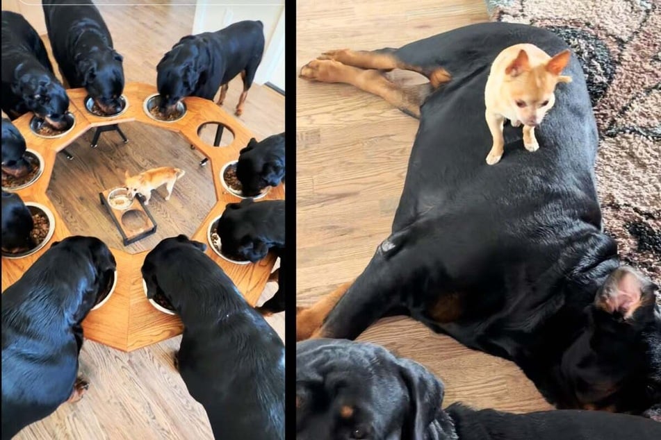 Pack of Rottweiler dogs has a surprising leader: Benji the Chihuahua!