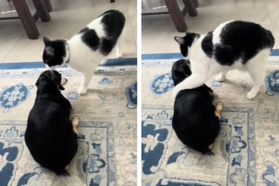 Die einzigartige Empathie der Katze gegenüber dem Hund brachte zahlreiche Zuschauer zum Staunen.