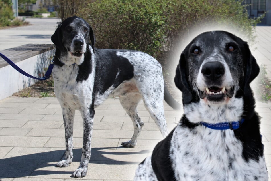 Freundlicher Riese: Besonderer Doggen-Mix Basti hat einen Traum