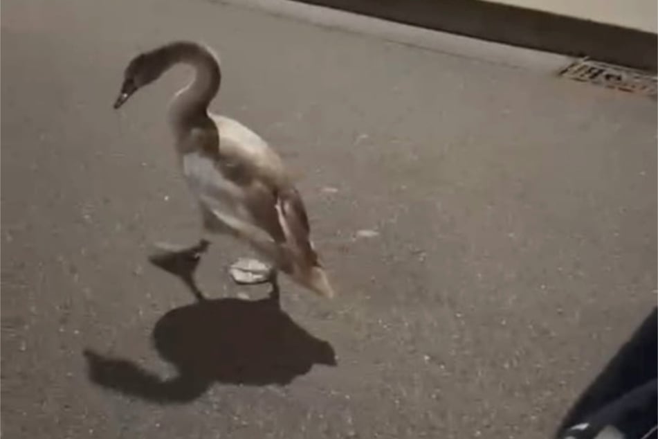 Ein Schwan machte den Straßenverkehr in der Nacht auf Dienstag unsicher.