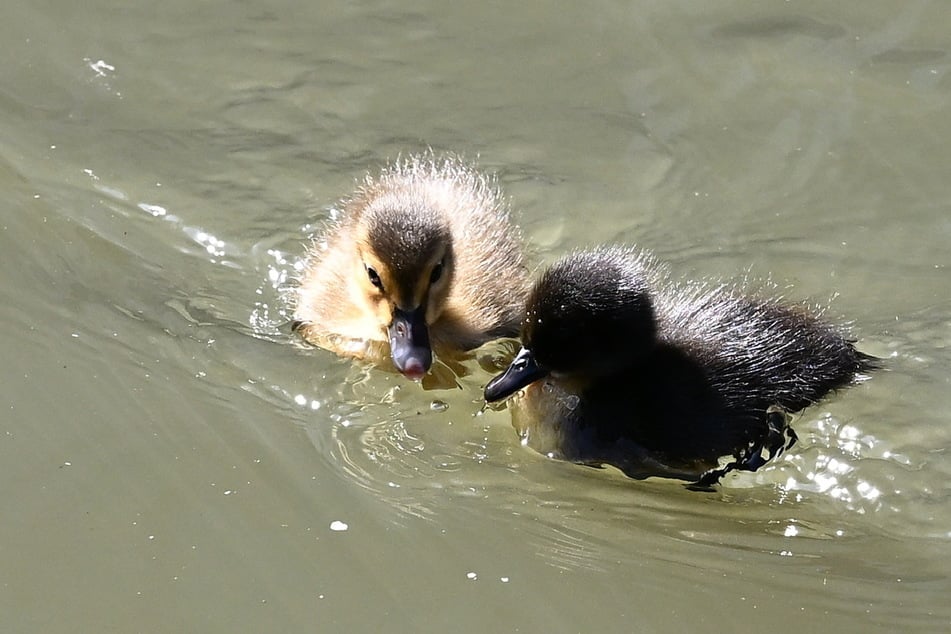 Sie könnten unterschiedlicher kaum sein.