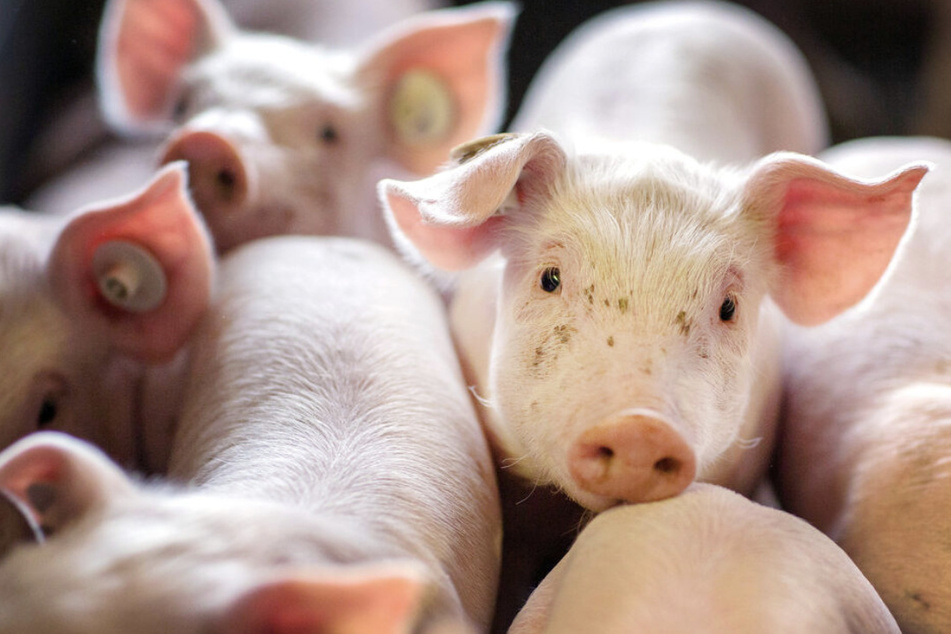 Transporter kippt um: Entlaufene Schweine auf A14 unterwegs