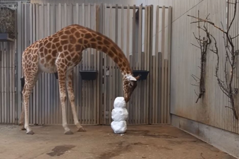 Bei den Giraffen löste der Schnee zuerst Erstaunen aus.