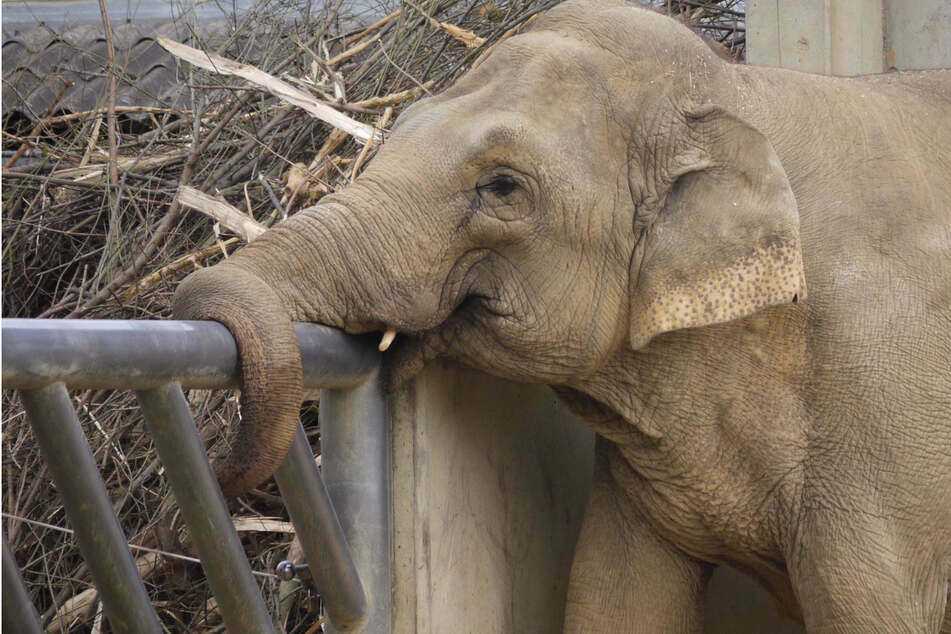 Die asiatische Elefantenkuh Burma. Das Tier musste im Alter von 53 Jahren vor einem Jahr eingeschläfert werden.
