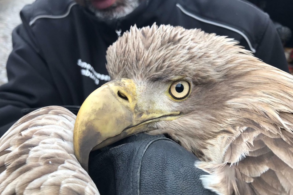 Schwanenvater Olaf Nieß hält den verletzen Seeadler auf dem Arm. Nach der Notoperation musste das Tier eingeschläfert werden.