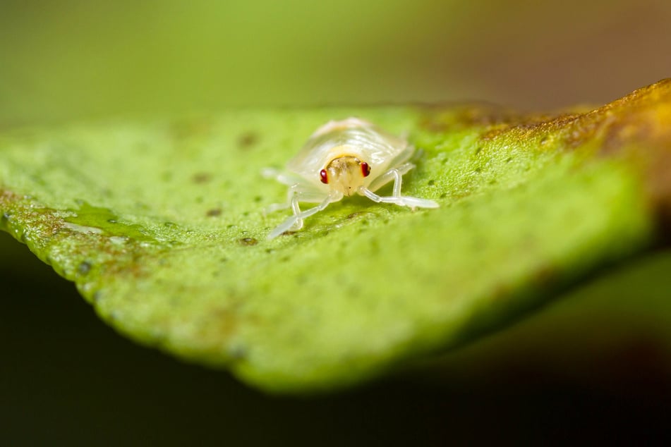 So harmlos der kleine Kerl auch aussieht, Spinnmilben können sich schnell vermehren und Pflanzen stark schädigen.