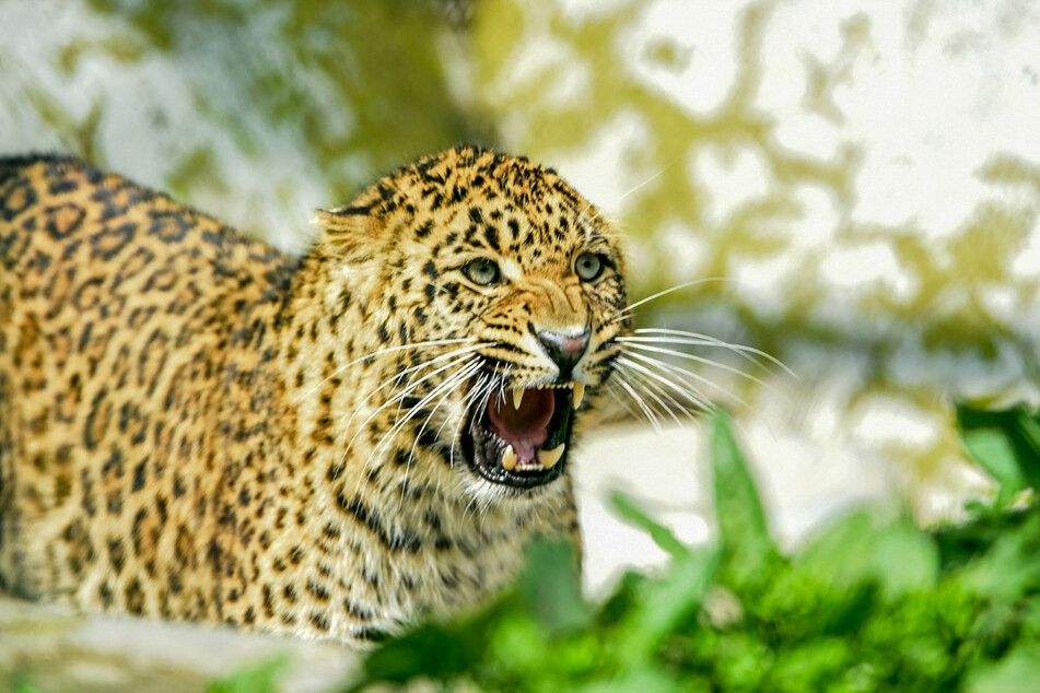 A leopard injured at least 15 people near Jorhat, India, in an attack earlier this week (stock image).