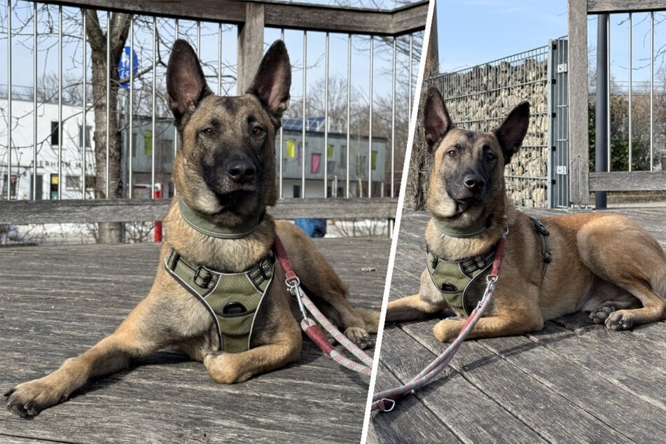 Spirit muss körperlich und geistig ausgelastet werden, um ein glücklicher Hund zu sein.