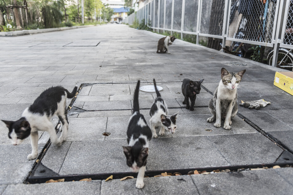 Neben Hunden leiden besonders Katzen unter der aktuellen Situation.