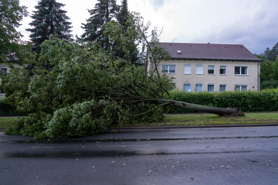 In Thüringen stürzten am Dienstag auch Bäume um.