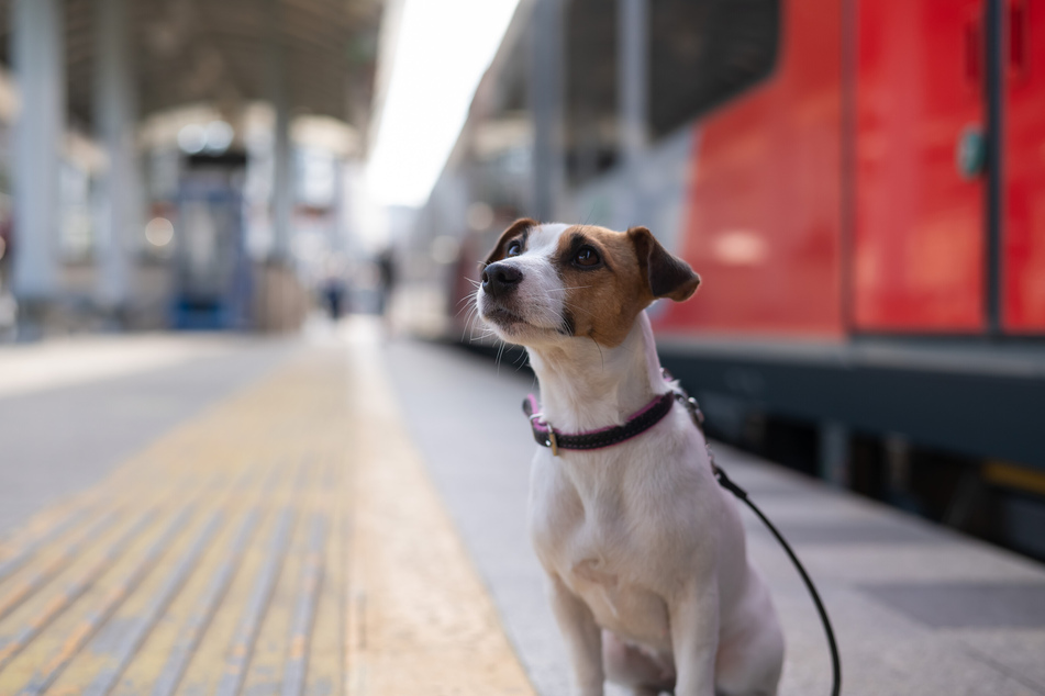Den Hund im Zug mitnehmen ist Deutschlandweit gar kein Problem!