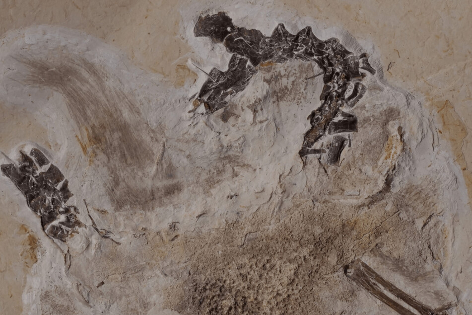 Gegenplatte des Fossils Ubirajara jubatus. Seit Jahrzehnten befindet sich das Fossil des Sauriers Ubirajara im Naturkundemuseum in Karlsruhe.
