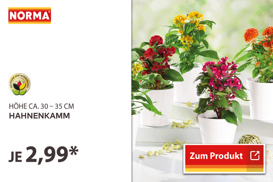 Hahnenkamm für 2,99 Euro