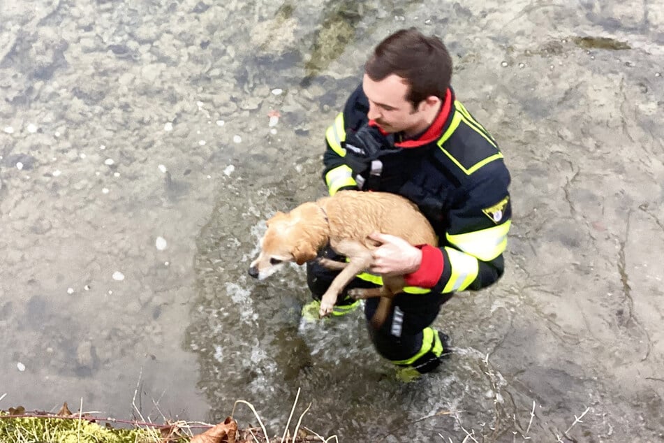 Die Münchner Feuerwehr musste einen kleinen Vierbeiner aus dem Ländkanal im Stadtteil Thalkirchen retten.