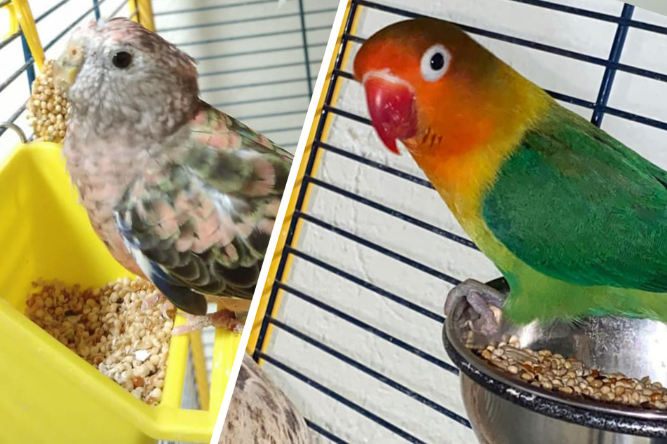 Ausgeflogen und im Tierheim gelandet: Diese Vögel suchen ein neues Zuhause!